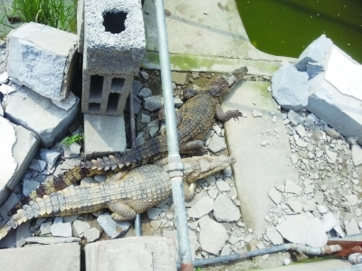 徐州鳄鱼养殖场深夜遭强拆 两条尼罗鳄趁机逃走